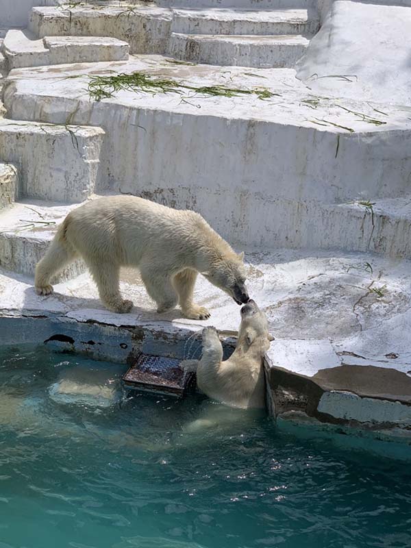 天王寺動物園的北極熊是人氣No.1